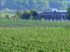 Route des Vins - Niagara Food & Wine